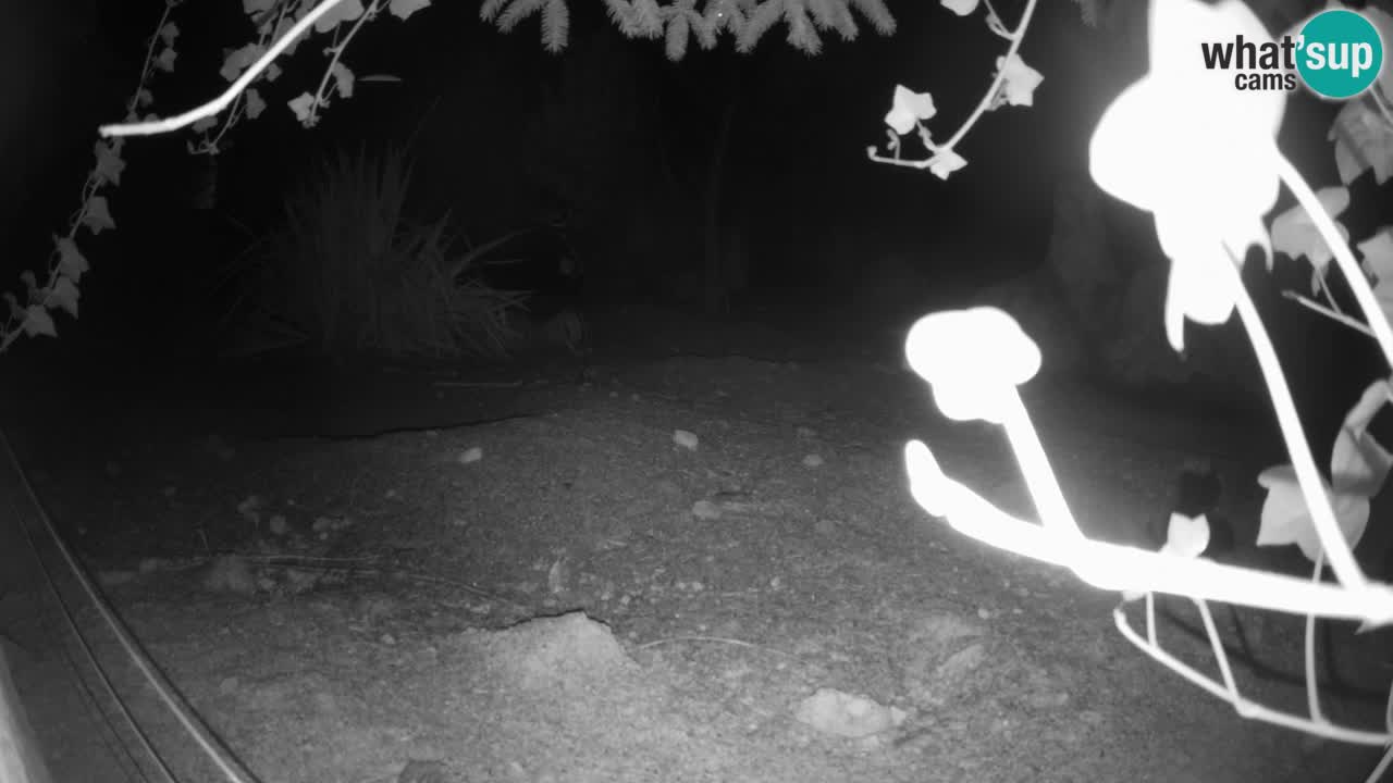 Webcam Zoo Ljubljana – Suricate