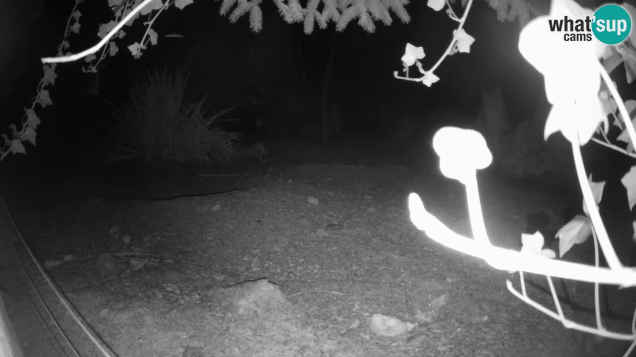 Live cam Zoo Ljubljana – Erdmännchen