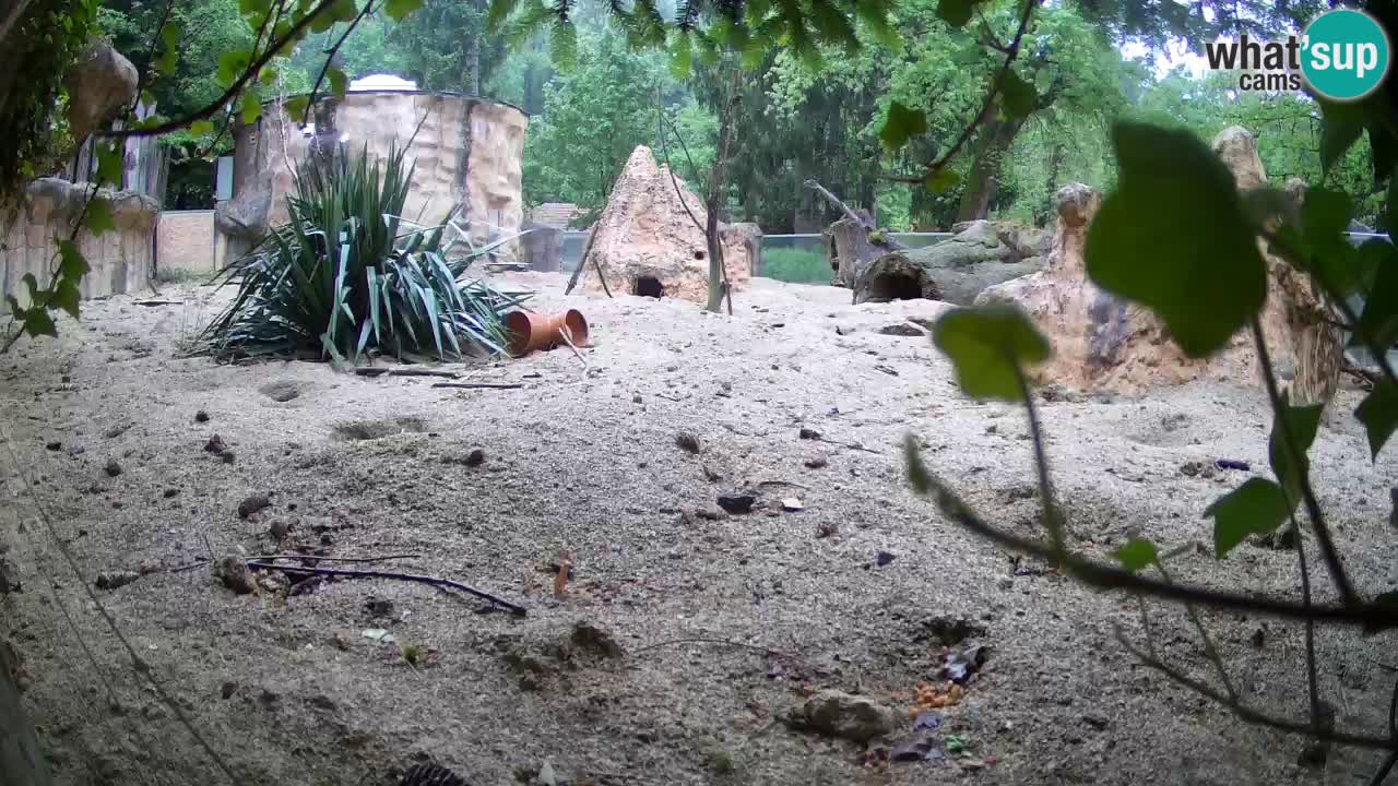 Webcam live Zoo Ljubljana – Suricata