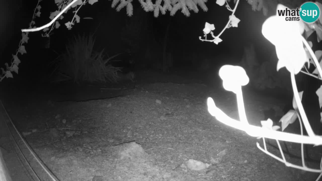 Zoo Ljubljana – Live webcam Meerkat (Suricata)
