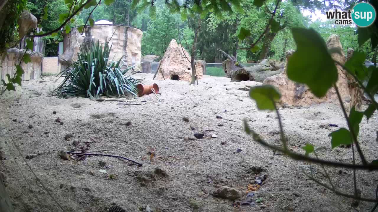 Zoo Ljubljana – Meerkat (Suricata)
