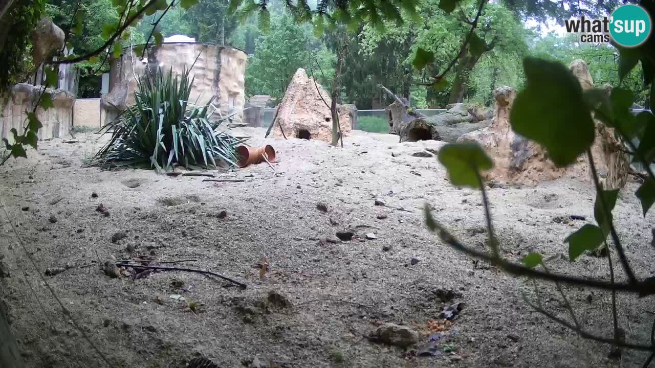 Zoo Ljubljana – Live webcam Meerkat (Suricata)