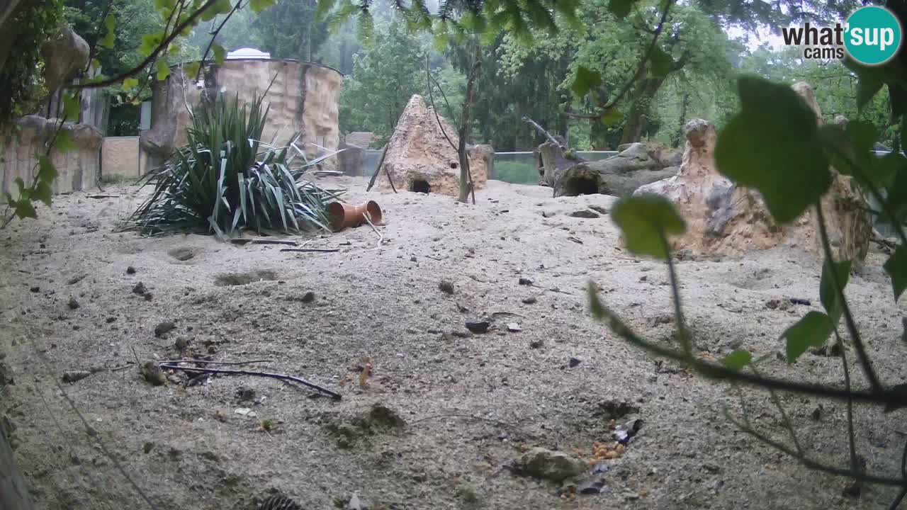 Spletna kamera Živalski vrt Ljubljana – Surikat