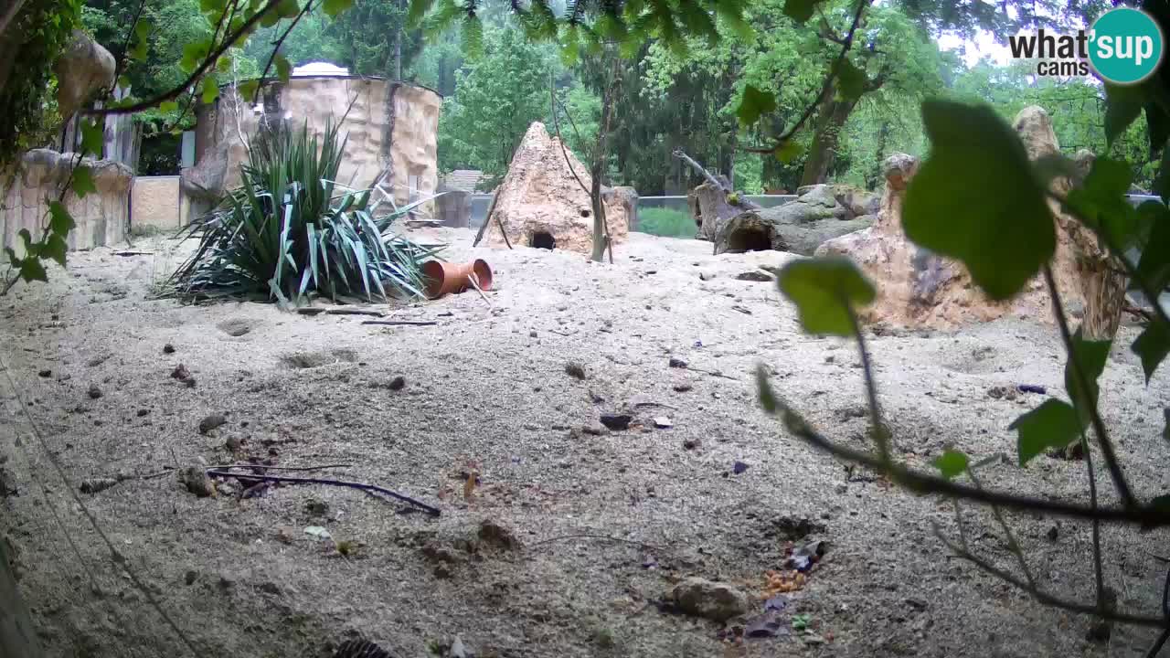 Webcam Zoo Ljubljana – Suricate