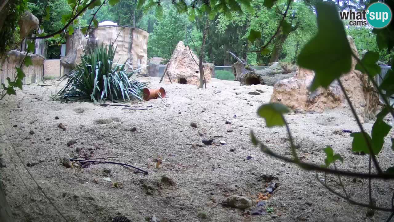 Webcam Zoo Ljubljana – Suricate