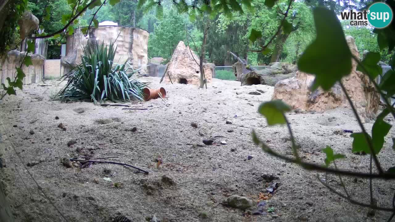 Zoo Ljubljana – Meerkat (Suricata)