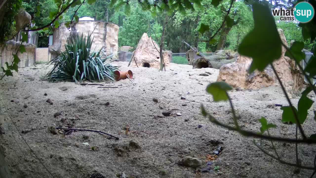 Zoo Ljubljana – Live webcam Meerkat (Suricata)