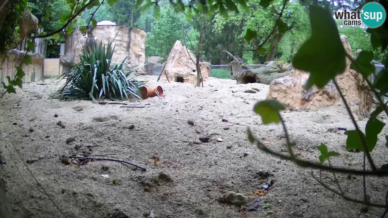 Zoo Ljubljana – Live webcam Meerkat (Suricata)