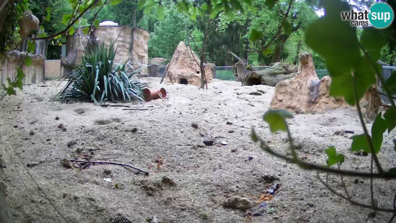 Webcam Zoo Ljubljana – Suricate
