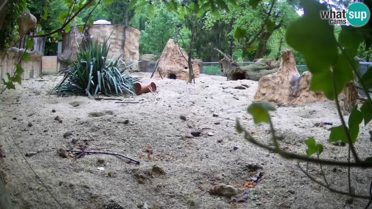 Web kamera Zoo Ljubljana – Merkat