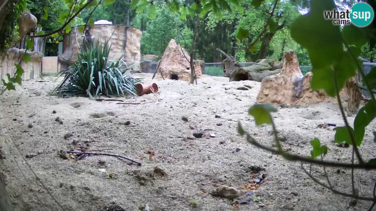 Zoo Ljubljana – Live webcam Meerkat (Suricata)