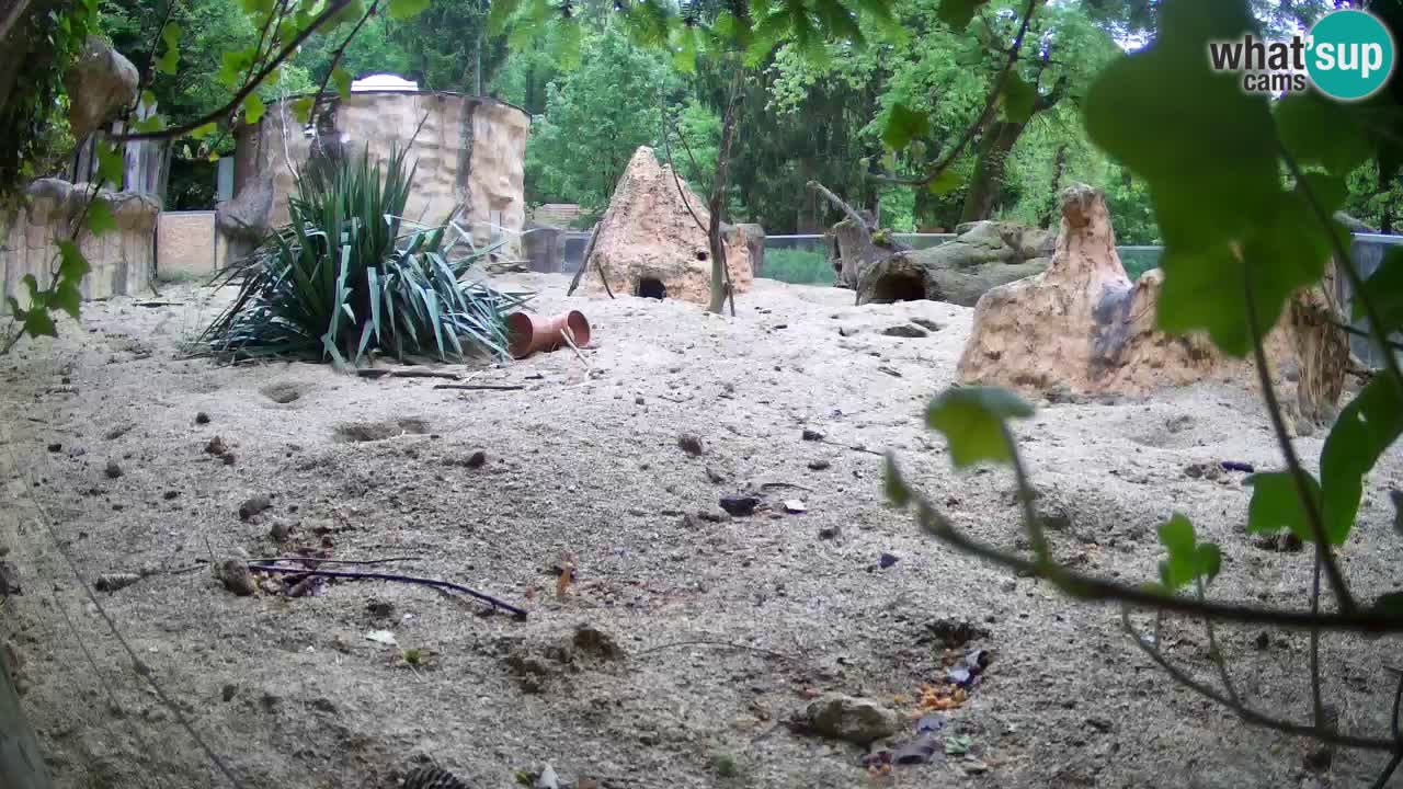 Webcam live Zoo Ljubljana – Suricata