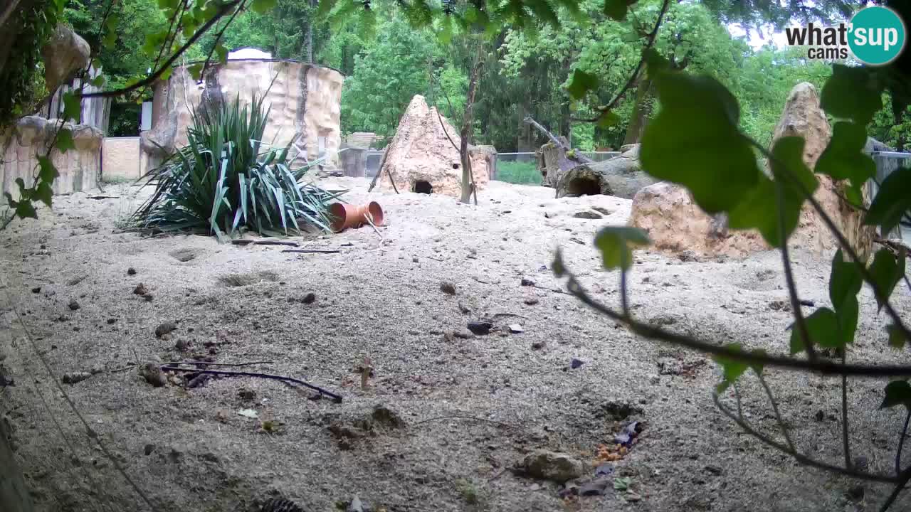 Zoo Ljubljana – Meerkat (Suricata)