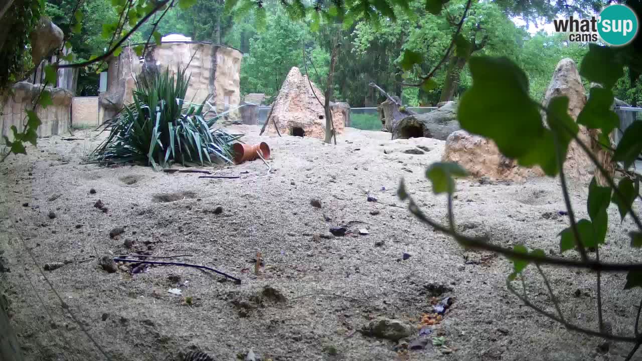 Webcam Zoo Ljubljana – Suricate