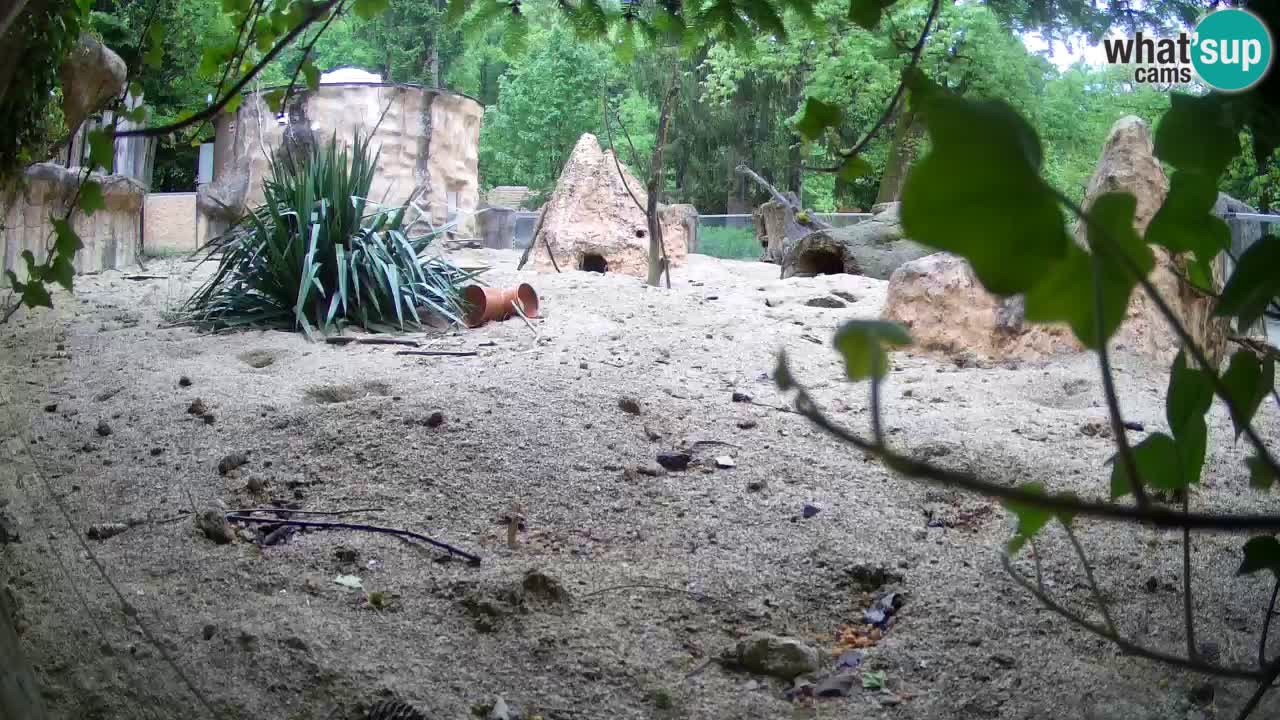 Webcam Zoo Ljubljana – Suricate