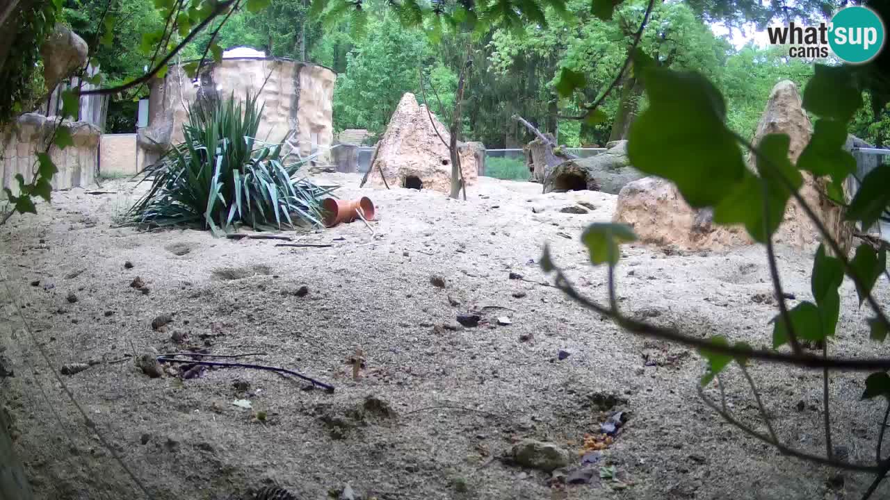 Webcam live Zoo Ljubljana – Suricata