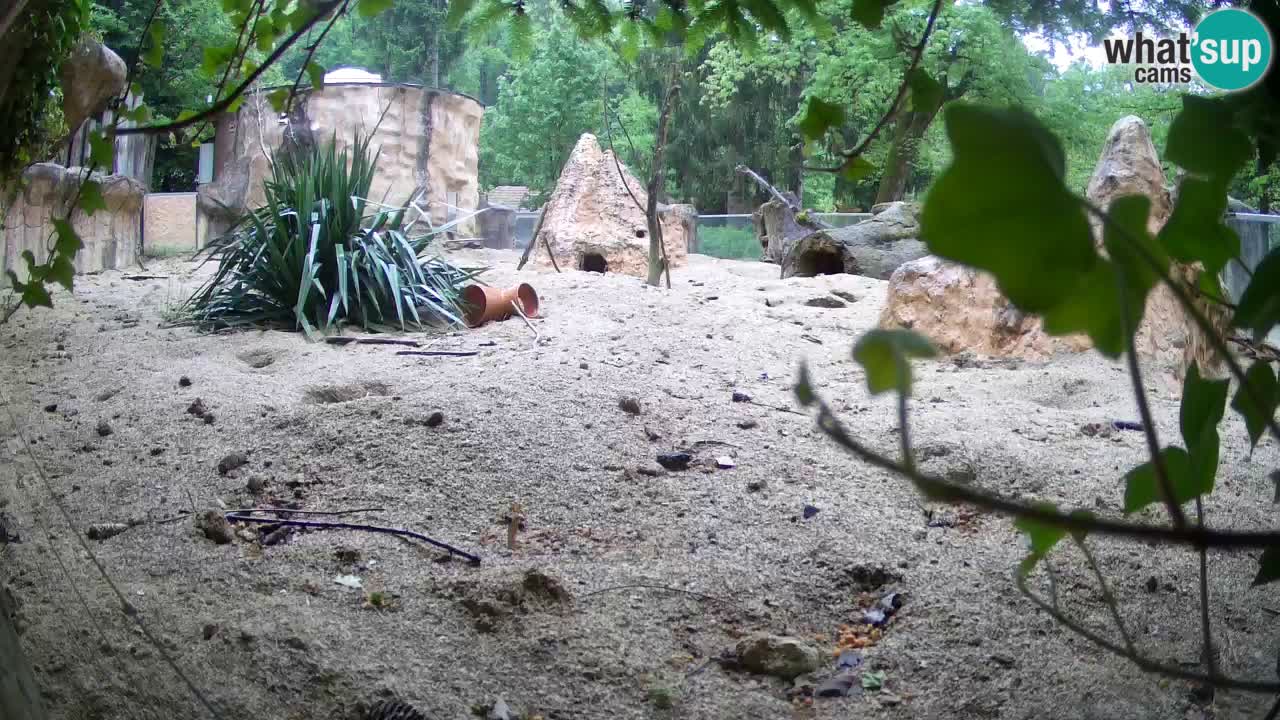 Webcam live Zoo Ljubljana – Suricata