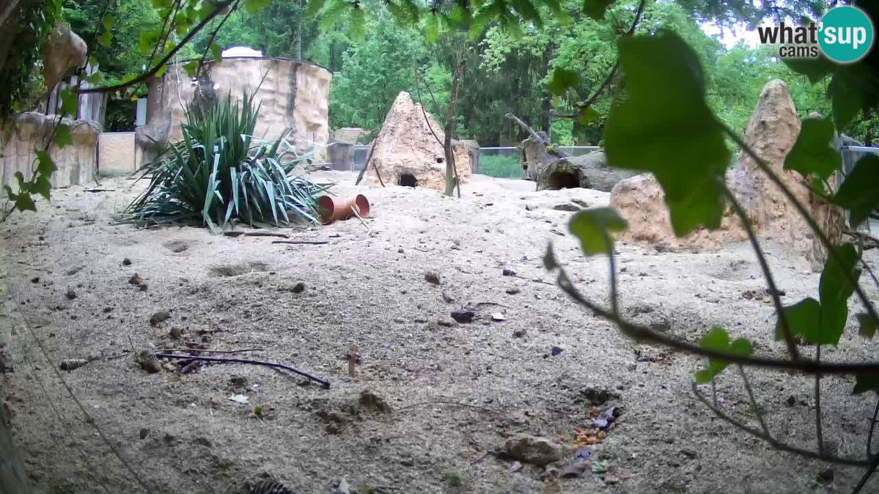 Web kamera Zoo Ljubljana – Merkat