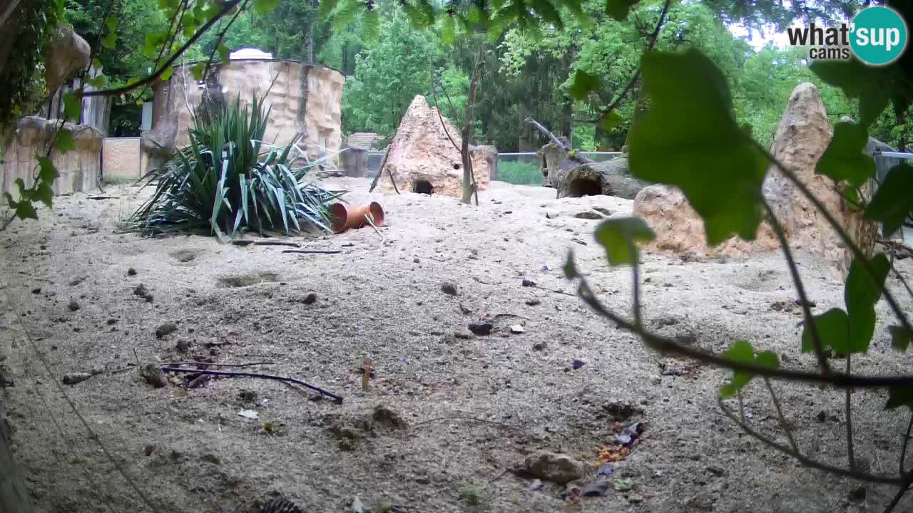 Webcam Zoo Ljubljana – Suricate