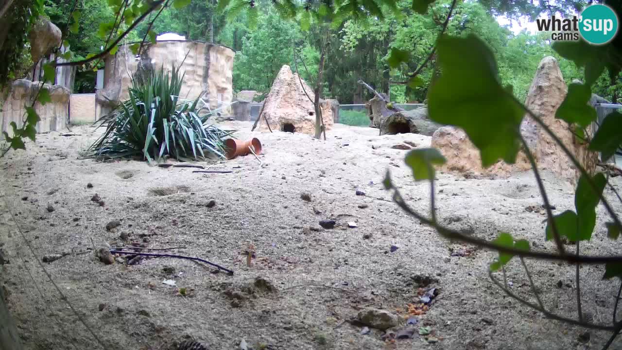 Webcam live Zoo Ljubljana – Suricata