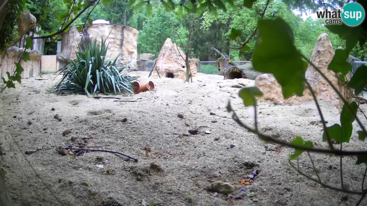 Zoo Ljubljana – Live webcam Meerkat (Suricata)