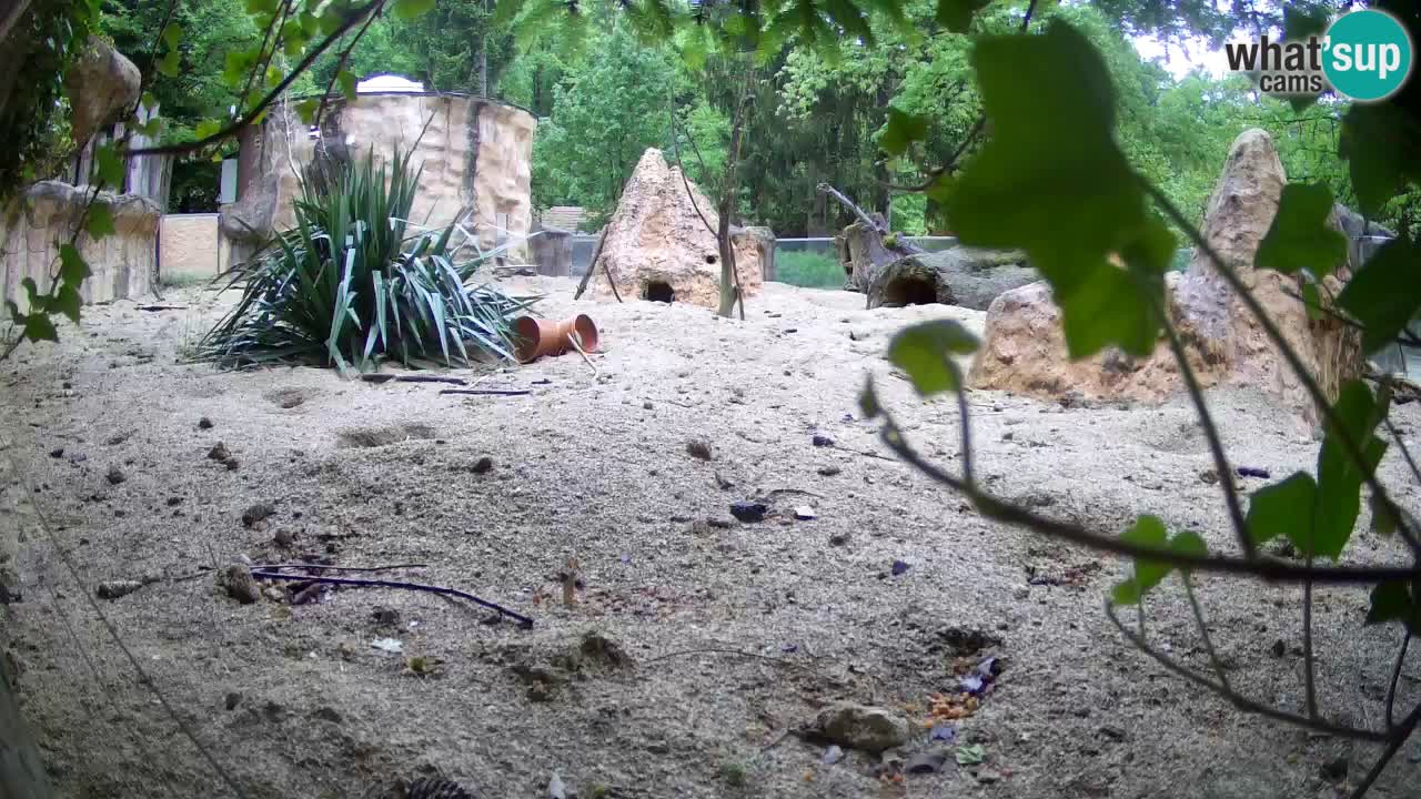 Zoo Ljubljana – Live webcam Meerkat (Suricata)