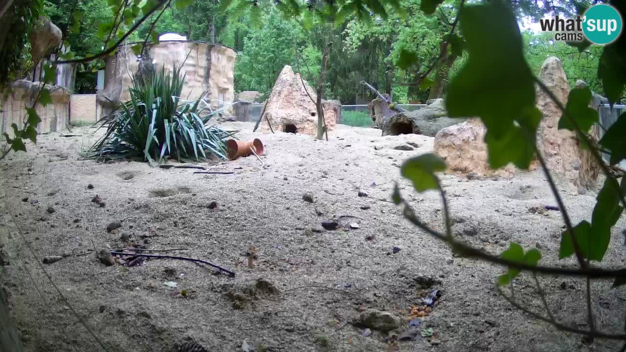 Webcam live Zoo Ljubljana – Suricata
