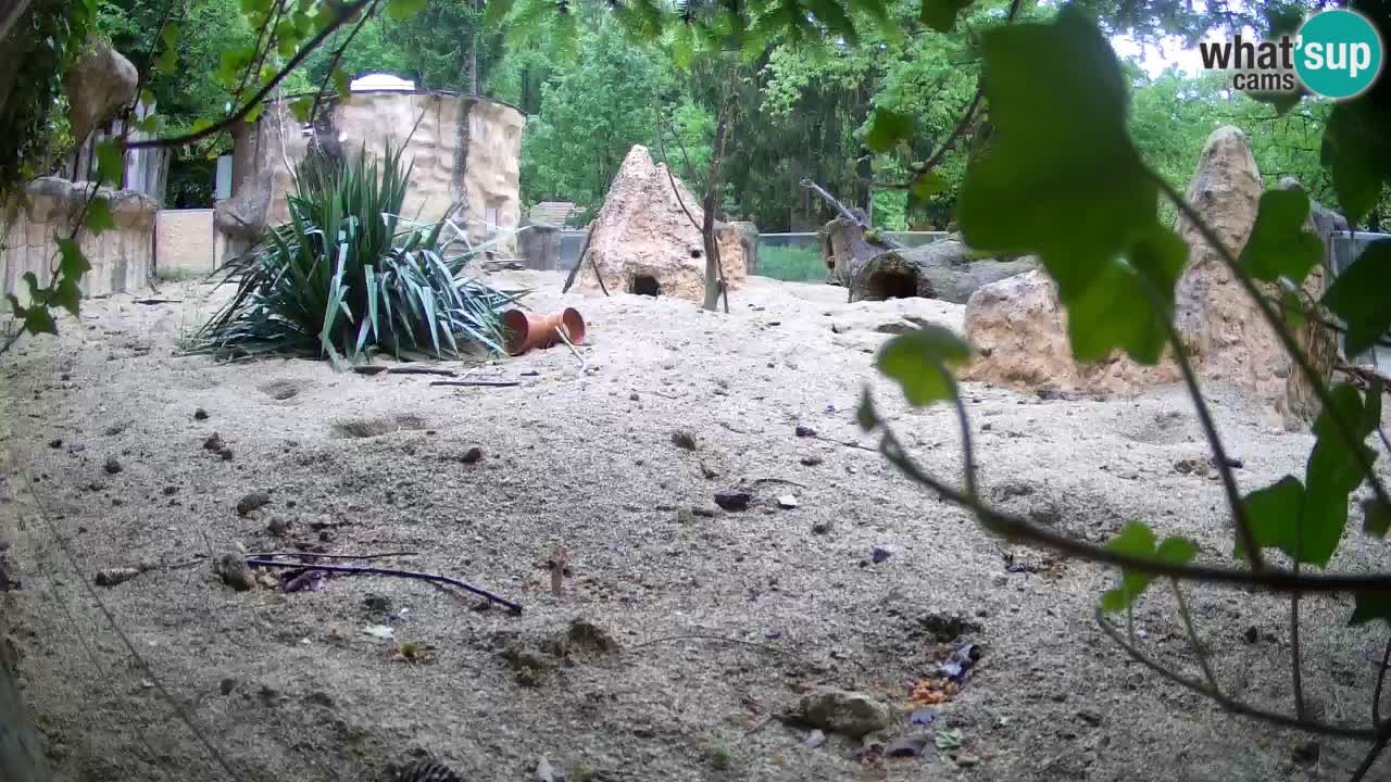 Zoo Ljubljana – Meerkat (Suricata)