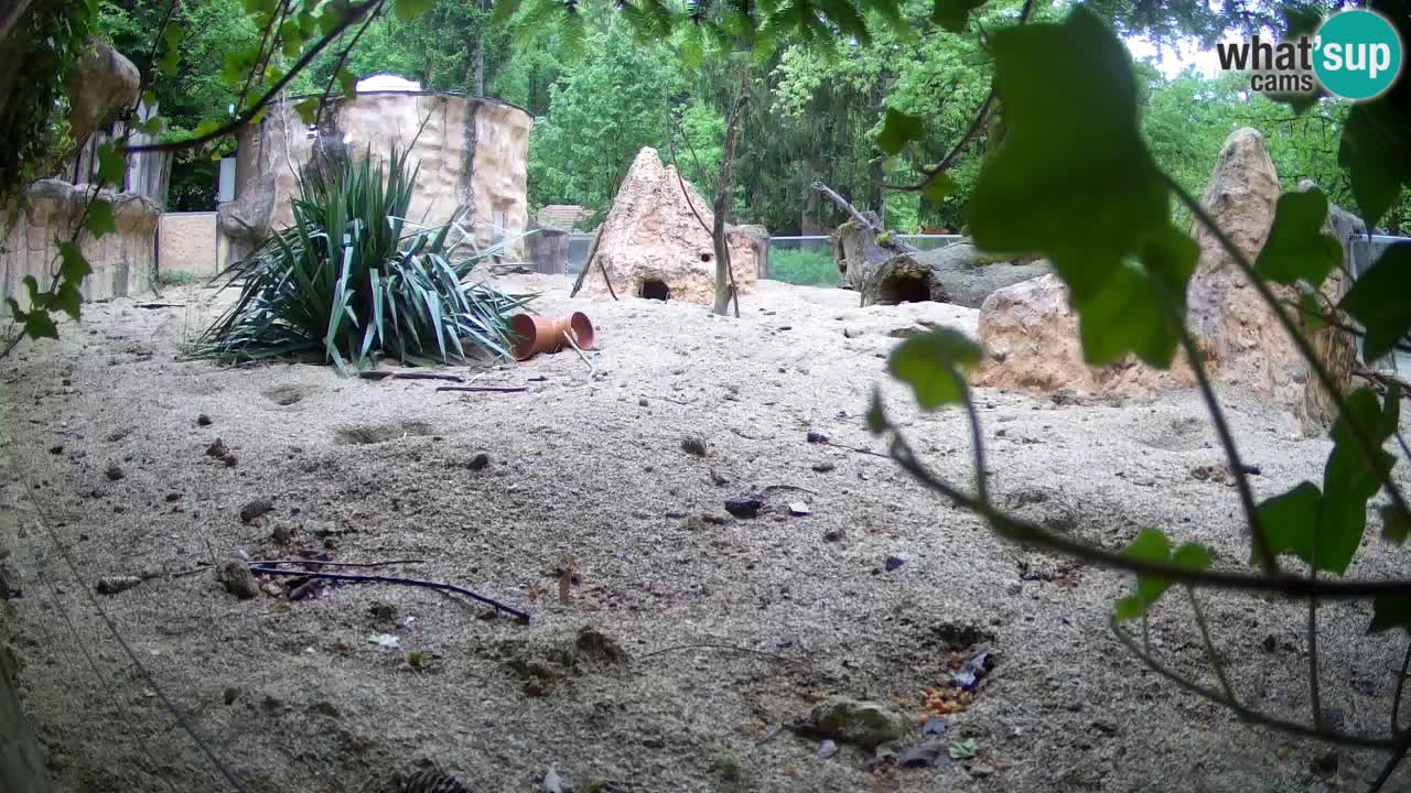 Webcam Zoo Ljubljana – Suricate