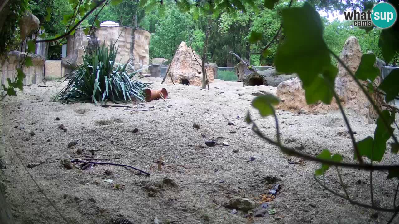 Live cam Zoo Ljubljana – Erdmännchen