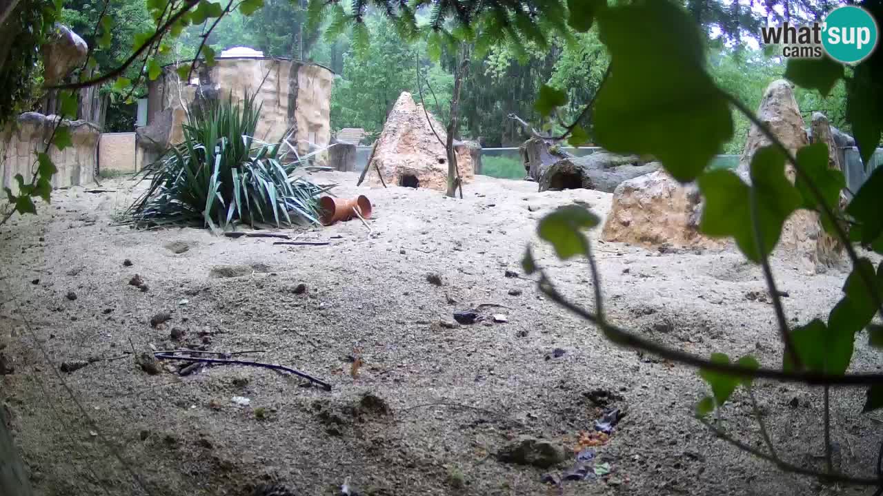 Web kamera Zoo Ljubljana – Merkat