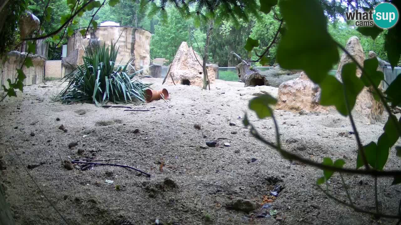 Webcam live Zoo Ljubljana – Suricata