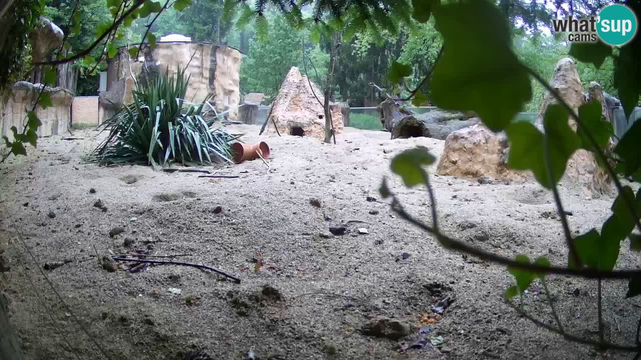 Webcam live Zoo Ljubljana – Suricata
