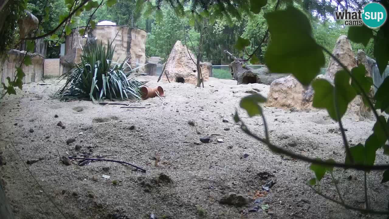 Zoo Ljubljana – Meerkat (Suricata)