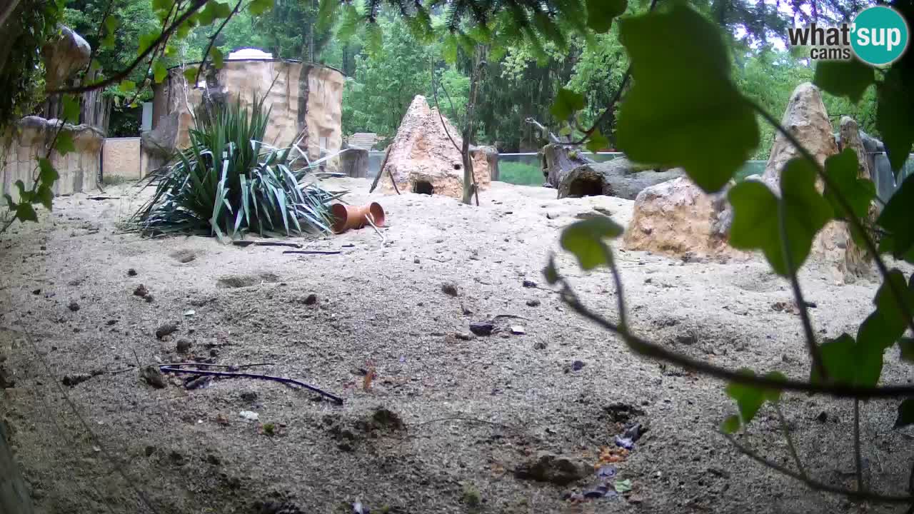 Live cam Zoo Ljubljana – Erdmännchen