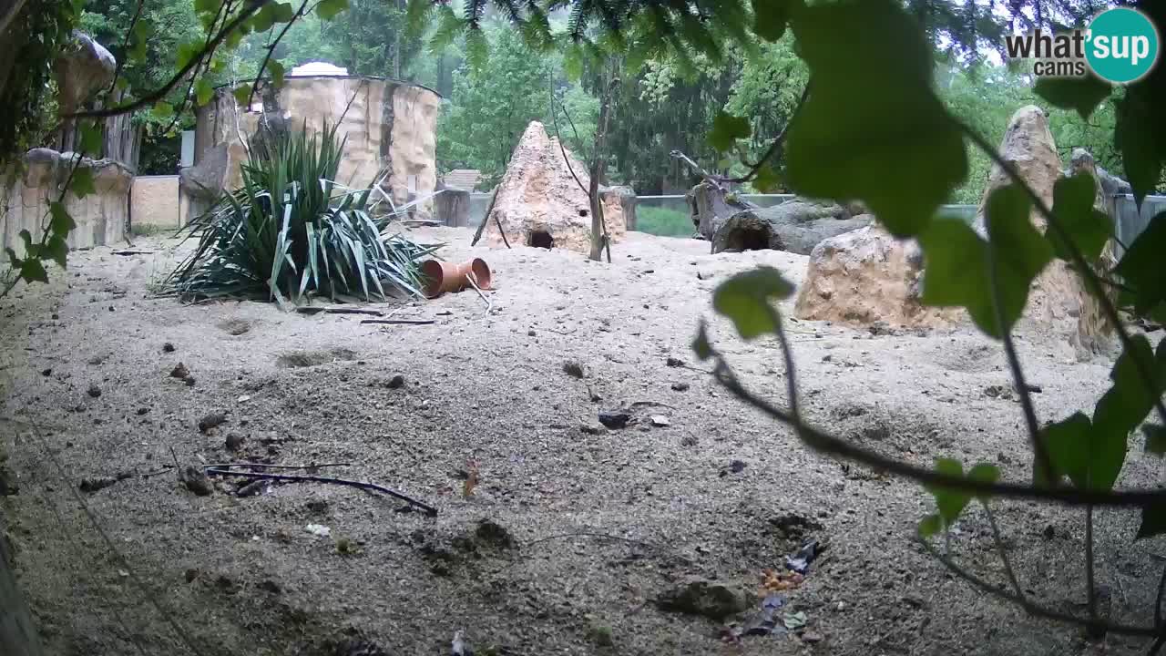 Webcam Zoo Ljubljana – Suricate