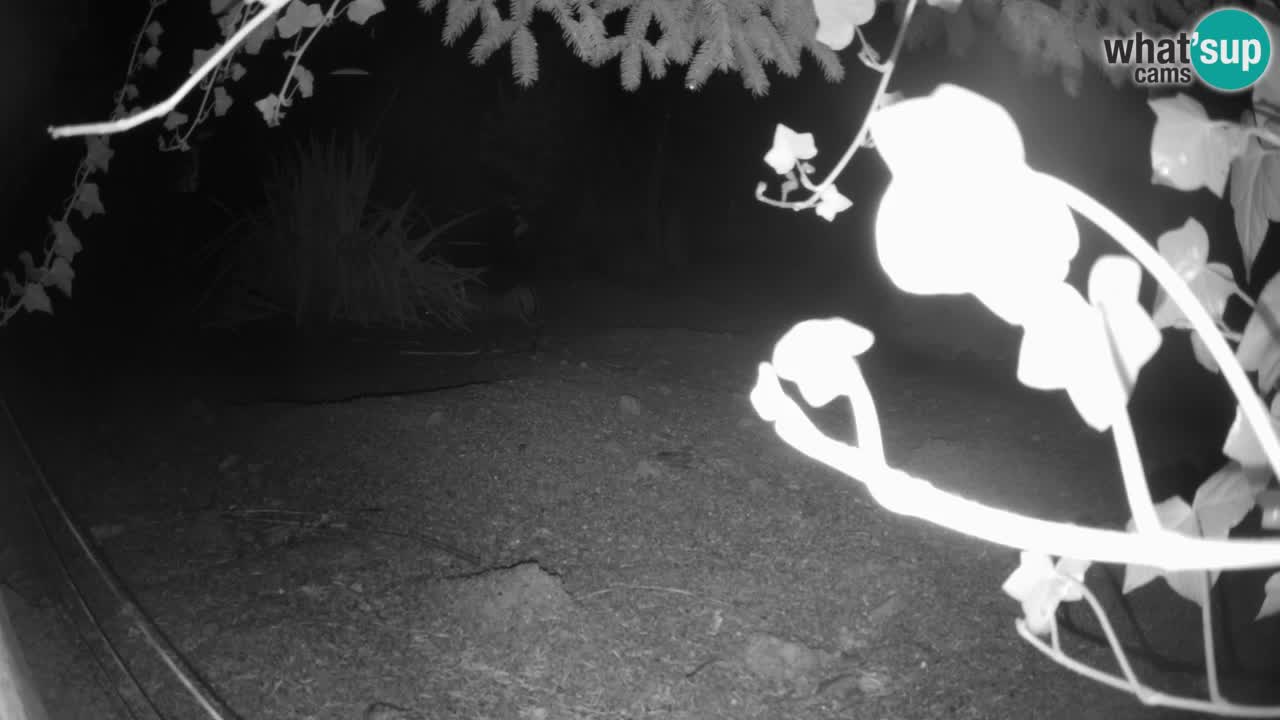 Live cam Zoo Ljubljana – Erdmännchen