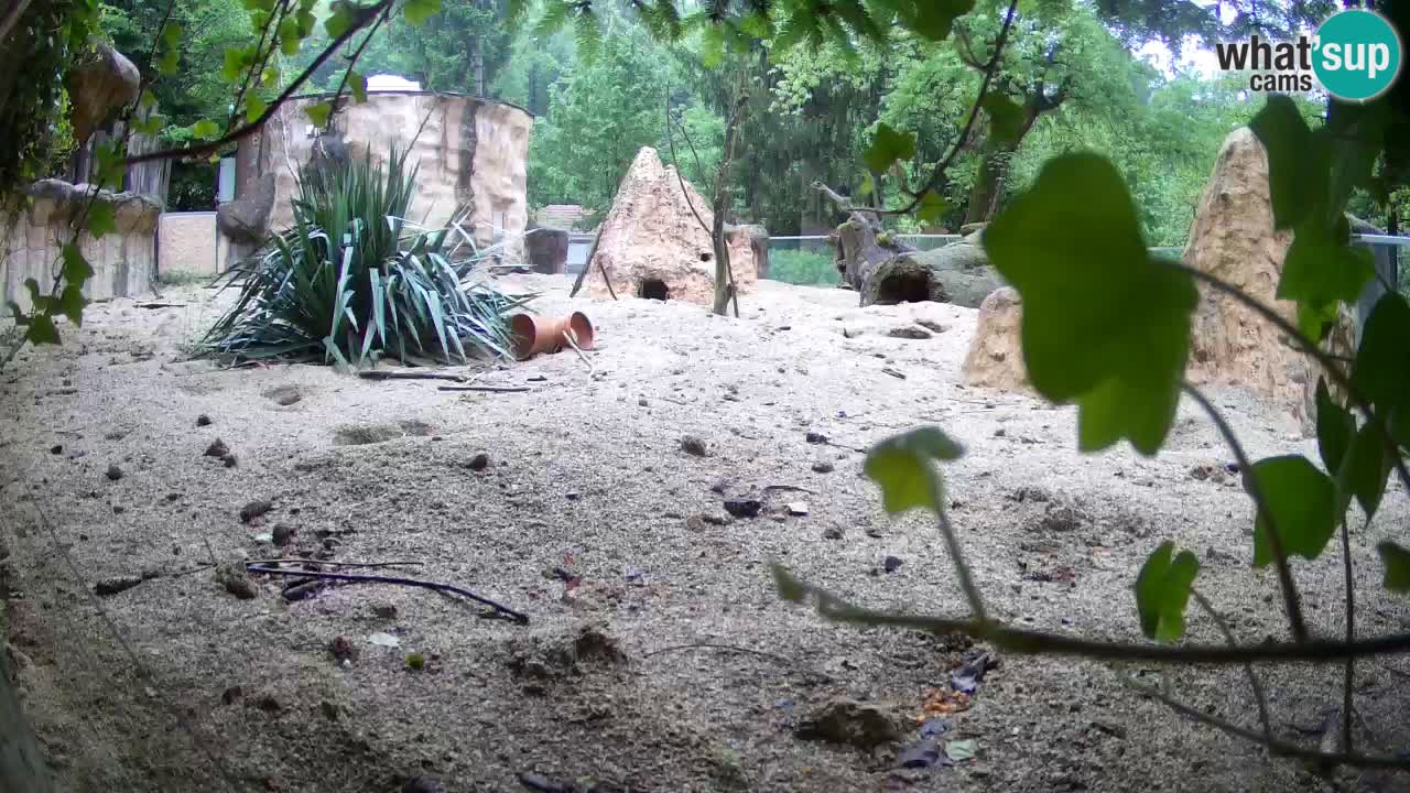 Webcam live Zoo Ljubljana – Suricata