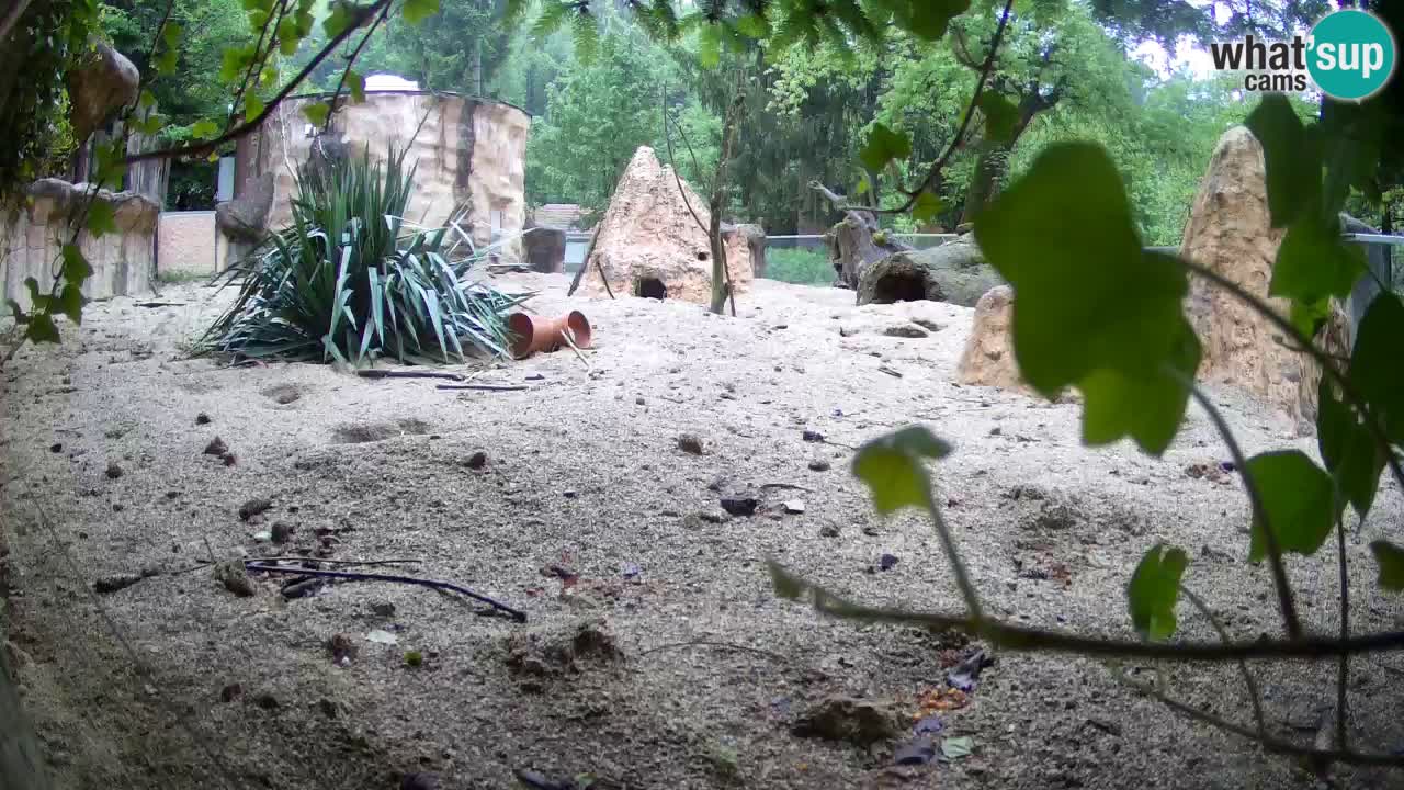Live cam Zoo Ljubljana – Erdmännchen