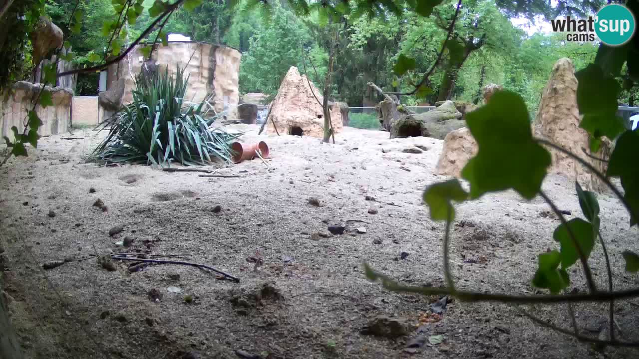 Zoo Ljubljana – Meerkat (Suricata)