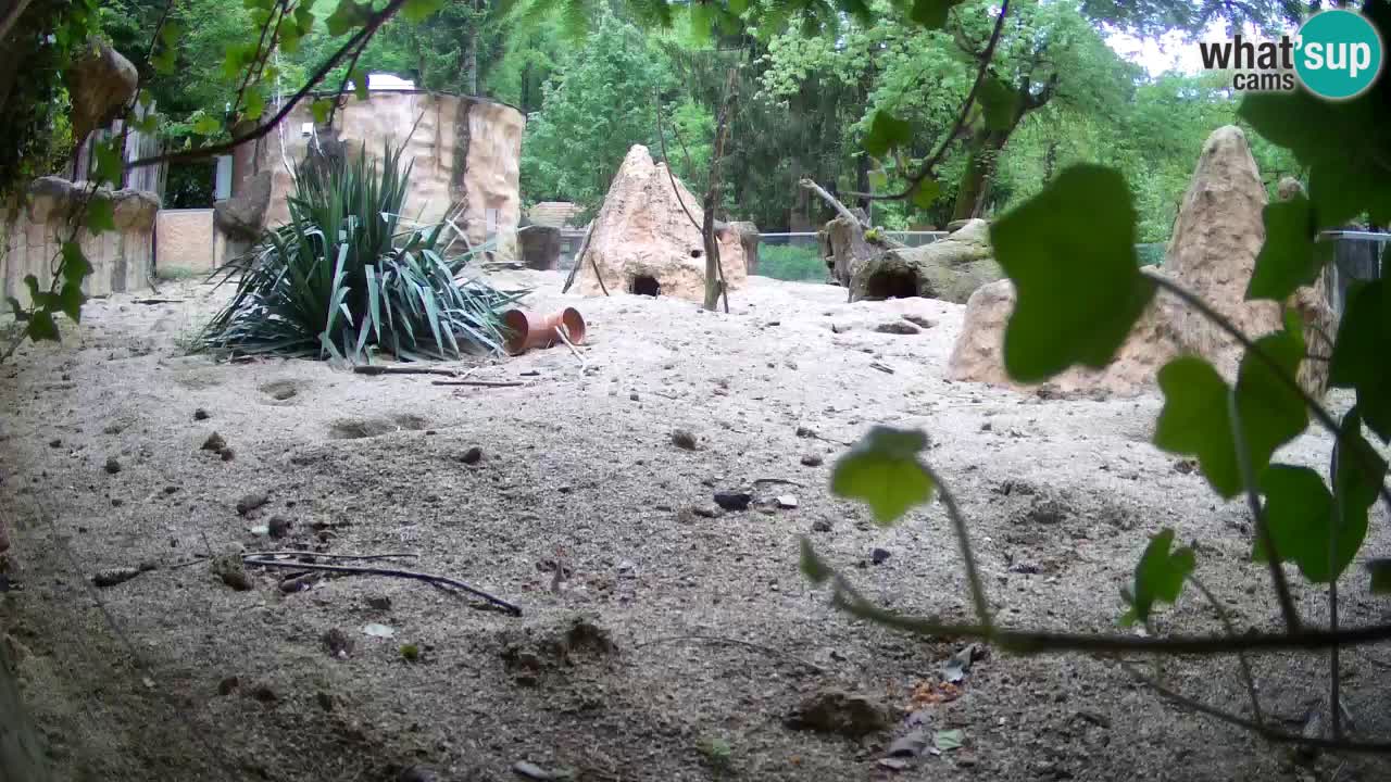 Zoo Ljubljana – Live webcam Meerkat (Suricata)