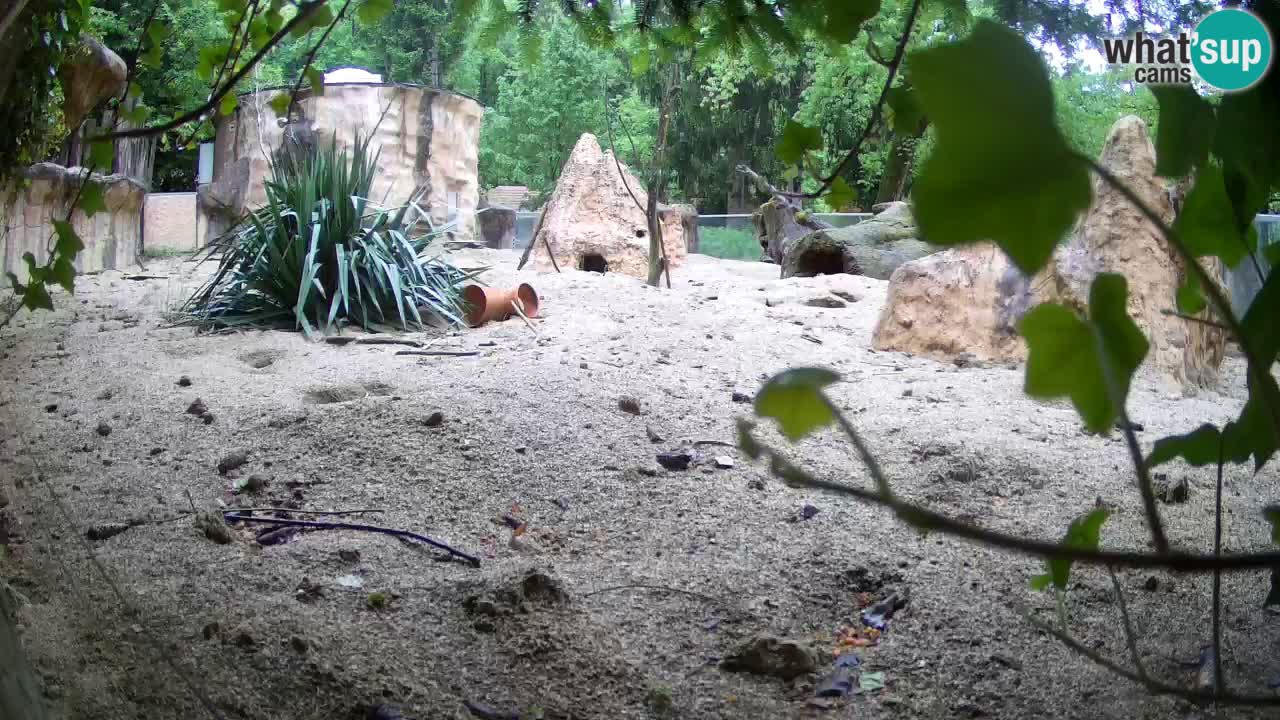 Webcam Zoo Ljubljana – Suricate
