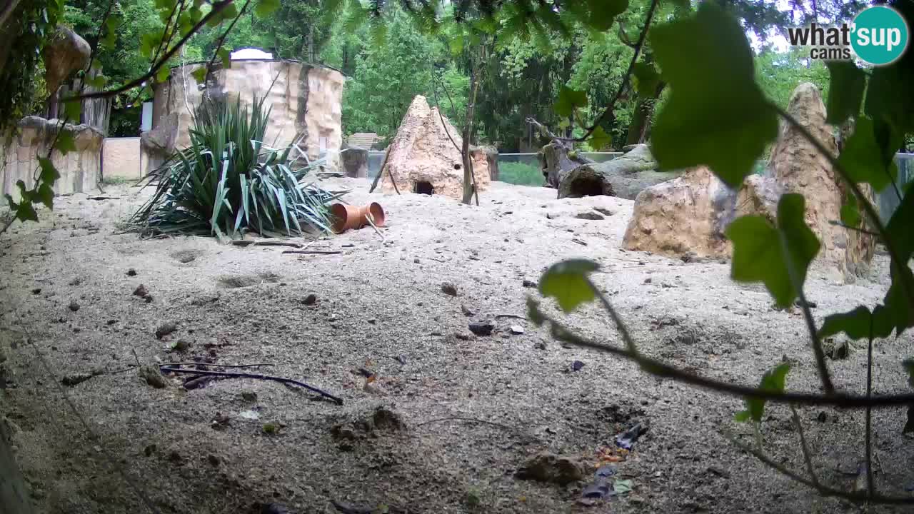 Zoo Ljubljana – Live webcam Meerkat (Suricata)
