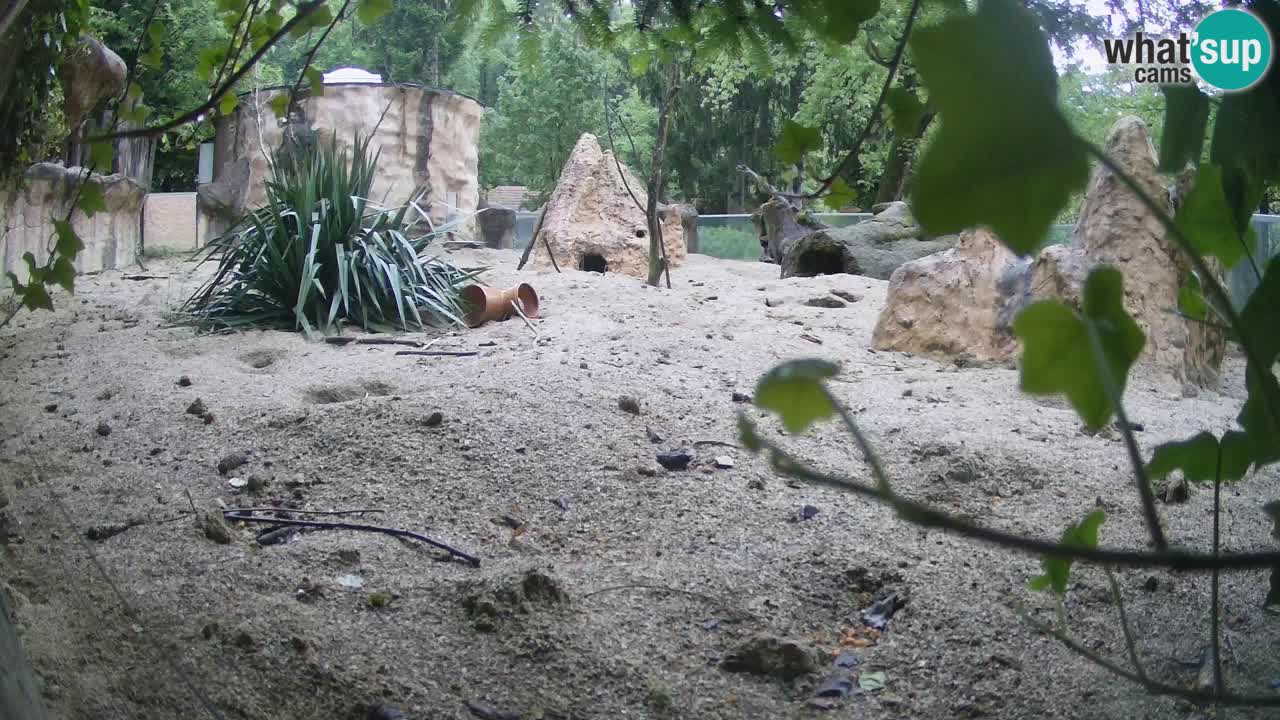 Web kamera Zoo Ljubljana – Merkat