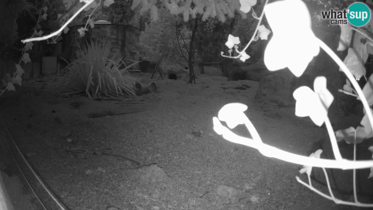 Live cam Zoo Ljubljana – Erdmännchen