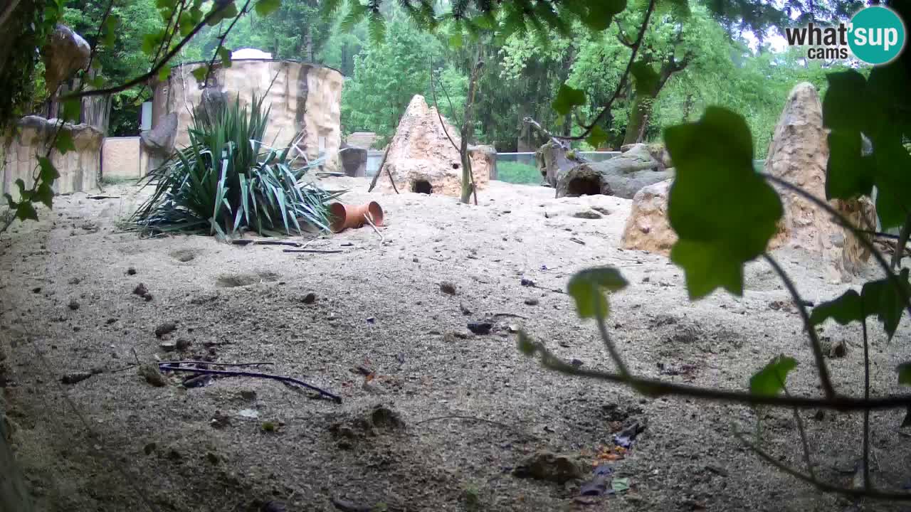 Zoo Ljubljana – Meerkat (Suricata)