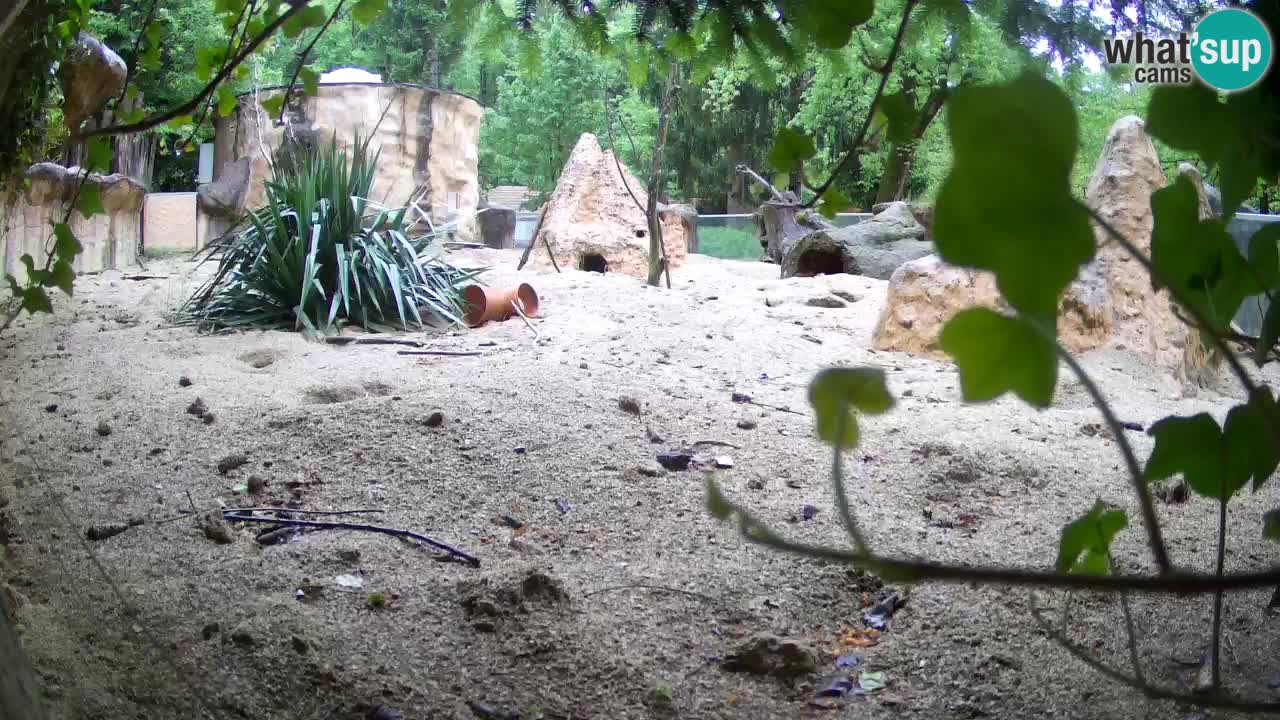 Webcam Zoo Ljubljana – Suricate