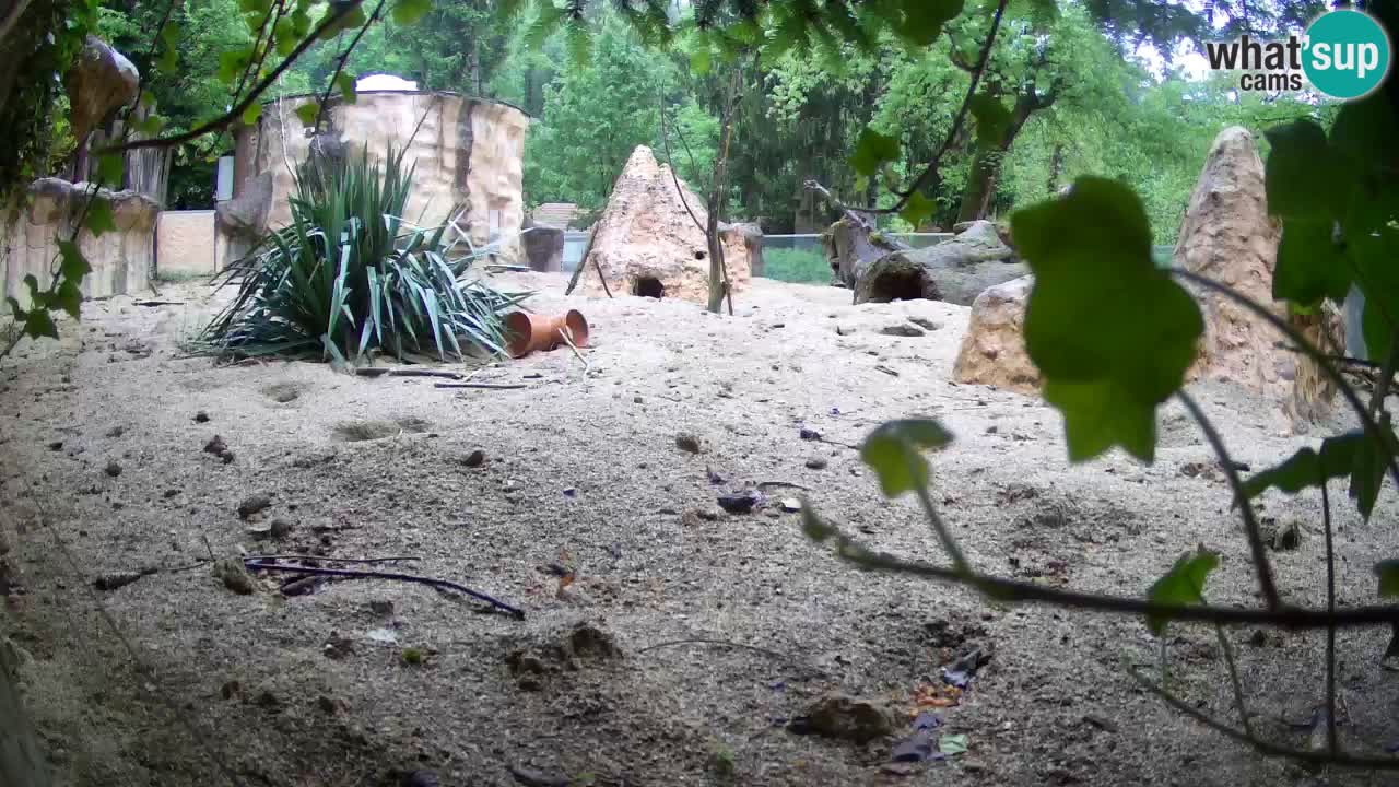 Web kamera Zoo Ljubljana – Merkat