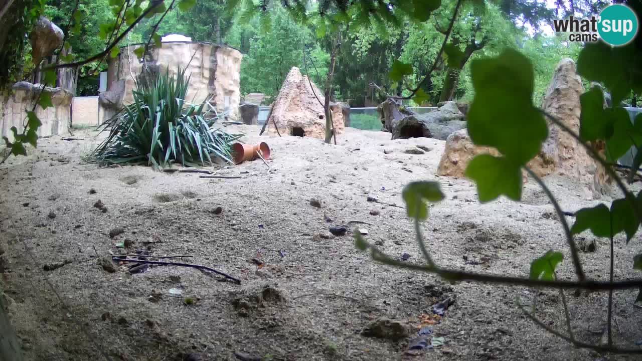 Webcam Zoo Ljubljana – Suricate