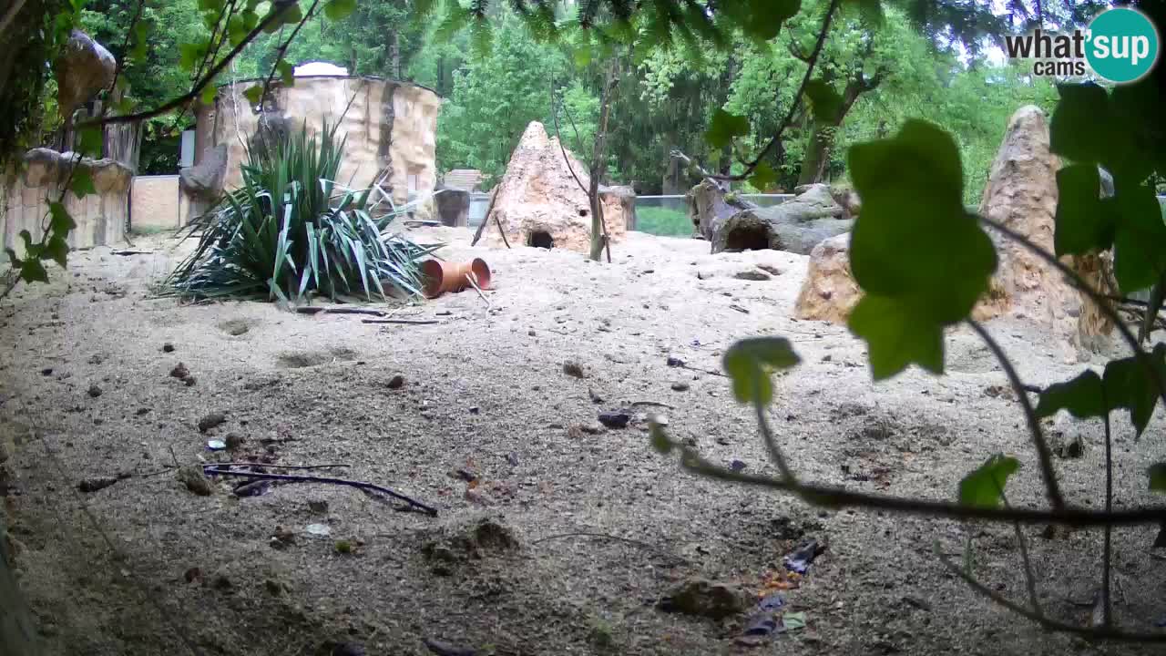 Live cam Zoo Ljubljana – Erdmännchen